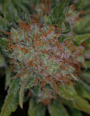 Brian Berry Cough
